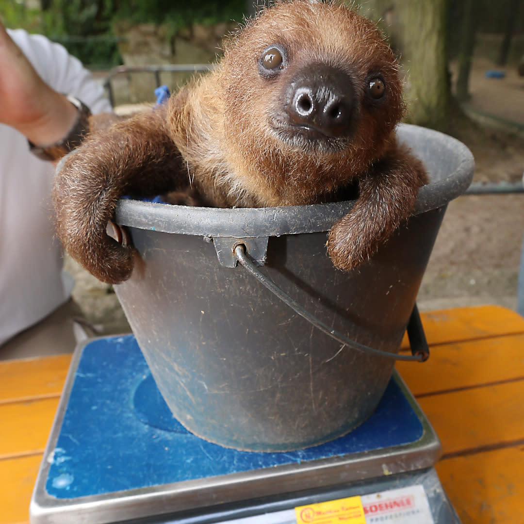 https://www.gettyimages.co.uk/detail/news-photo/bergzoo-halle-vorstellung-der-neuen-artenschutzkonzeption-news-photo/645086057?adppopup=true