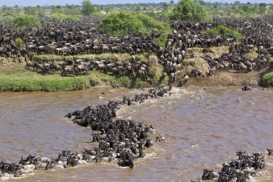 Wildebeest crossing the Mara River in Kenya. (Photo: Will Burrard-Lucas/Caters News)