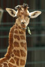 BERLIN, GERMANY - JUNE 29: Jule, a baby Rothschild giraffe, munches on a branch in her enclosure at Tierpark zoo on June 29, 2012 in Berlin, Germany. Jule was born at the zoo on June 10. (Photo by Sean Gallup/Getty Images)