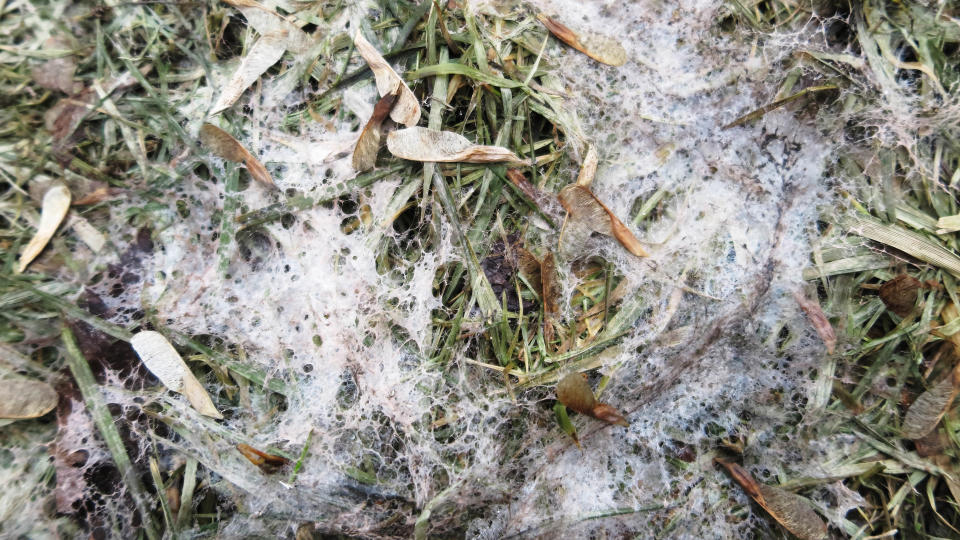 Snow mold on grass