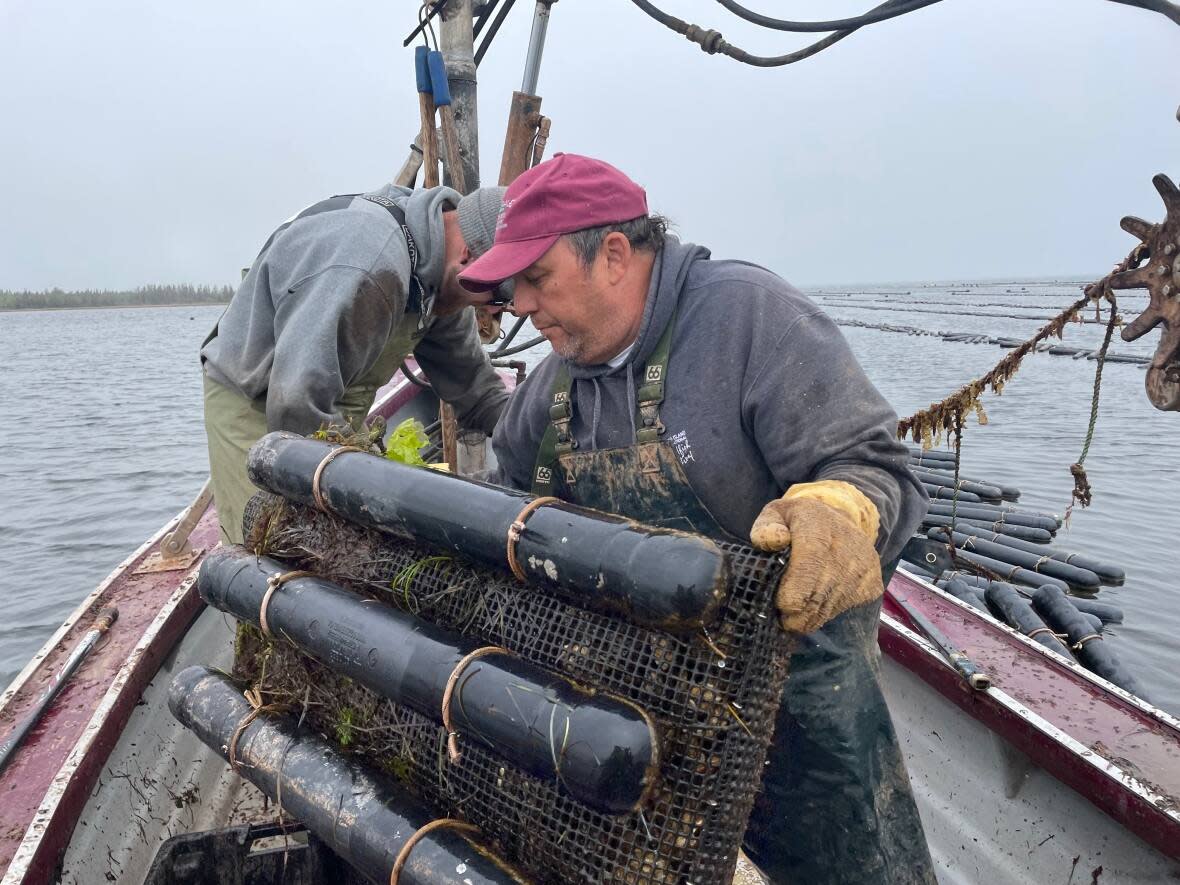 Kenneth Arsenault says if growers had received compensation last season, they would have been able to rebuild the stocks lost to Fiona.   (Nancy Russell/CBC - image credit)