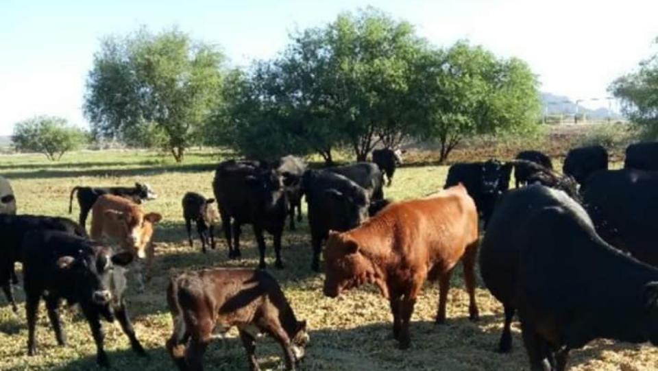 Cattle graze on grass and mesquite at Red Mountain Cattle Co. in Mesa.