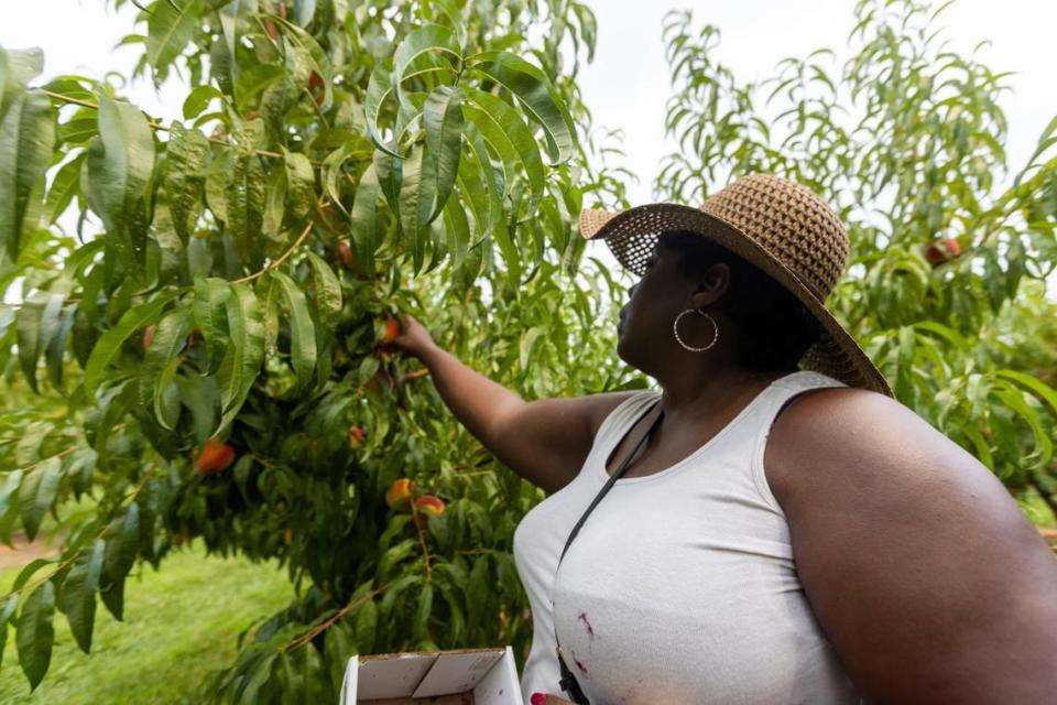 Versailles resident Stacy Manon picked peaches from different peach trees at Eckert’s Orchard in Versailles, July 29, 2021. Marcus Dorsey/mdorsey@herald-leader.com