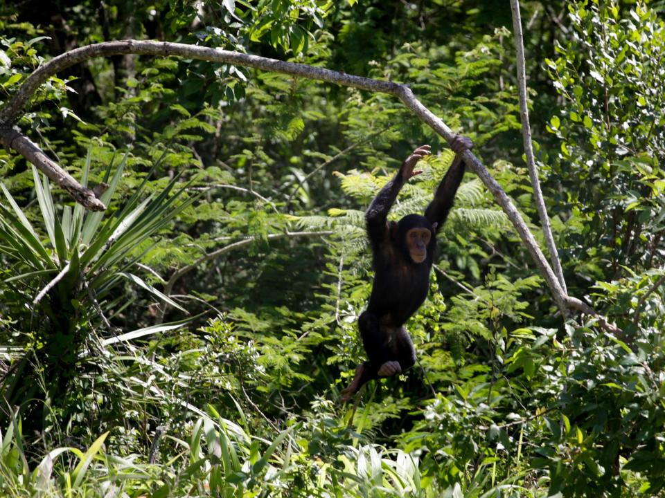 chimpanzee swings from tree