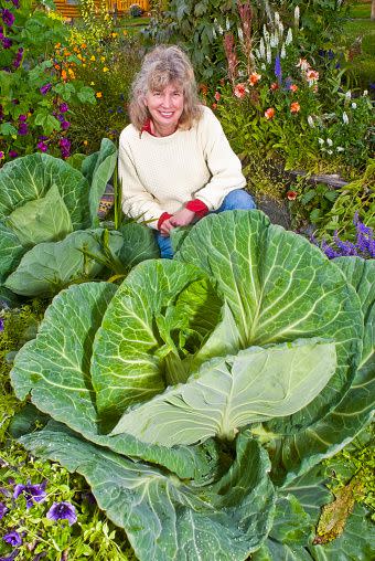 <p>Due to its long summer days, produce in Alaska can often reach jaw-dropping sizes — like a <a href="http://www.npr.org/sections/thesalt/2014/08/20/341884706/why-vegetables-get-freakish-in-the-land-of-the-midnight-sun" rel="nofollow noopener" target="_blank" data-ylk="slk:138-pound cabbage;elm:context_link;itc:0;sec:content-canvas" class="link ">138-pound cabbage</a> that was grown in the great state (this photo isn't the cabbage in question, but you get the idea). </p>