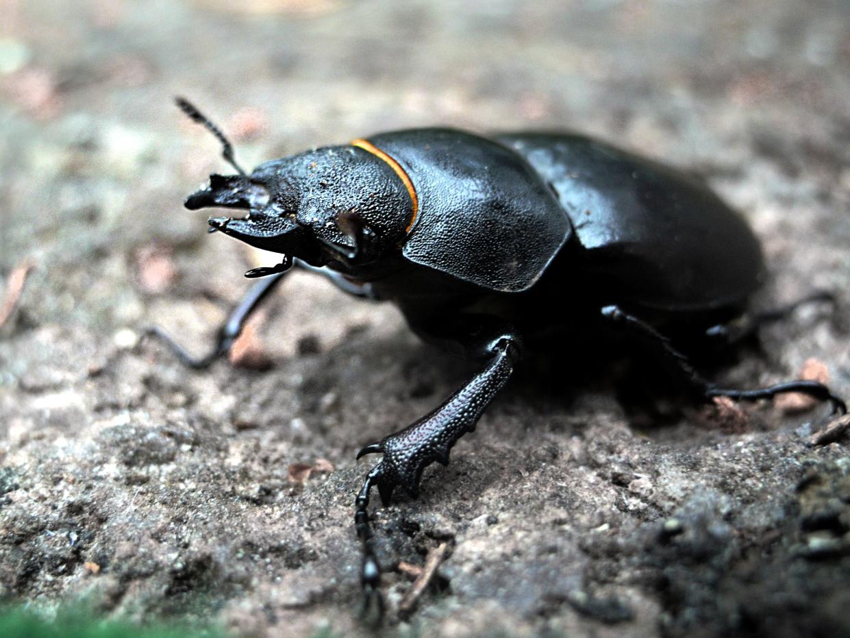 June photo with a female stag beetle (Lucanos cervus, Småland, Sweden)