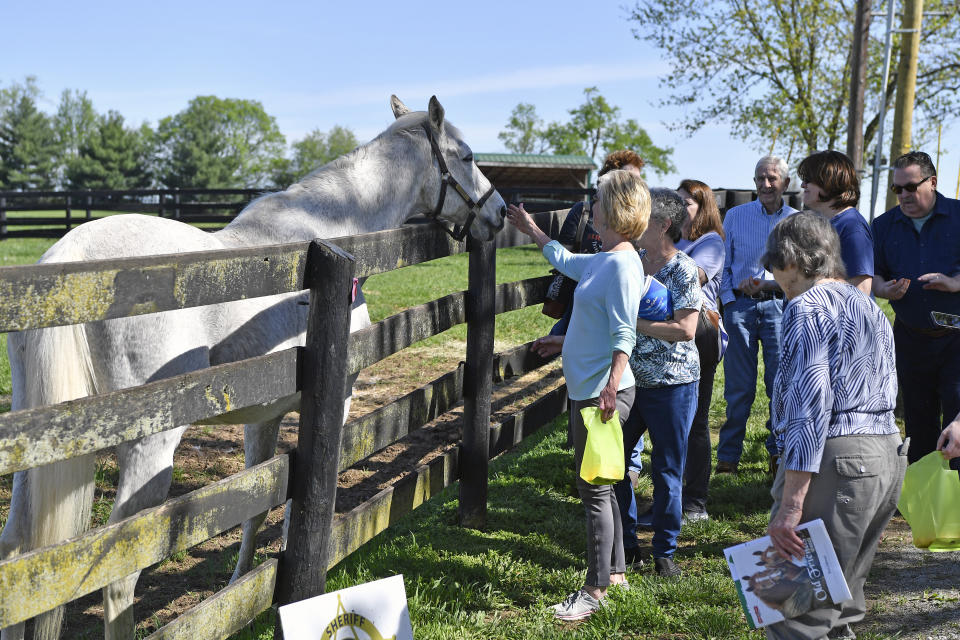 A group of tourists greet the 1997 Kentucky Derby winner Silver Charm, during a tour of Old Friends Farm in Georgetown, Ky., Thursday, April 18, 2024. At the age of 30, Silver Charm, the oldest living Derby winner lives in retirement at the farm, dedicated to retired thoroughbred race horses. (AP Photo/Timothy D. Easley)