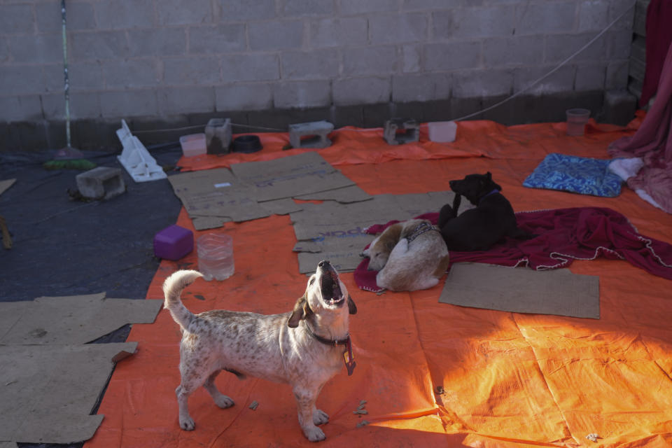 A dog, evacuated from an area flooded by heavy rains, barks at a shelter in Canoas, Rio Grande do Sul state, Brazil, Thursday, May 9, 2024. (AP Photo/Andre Penner)