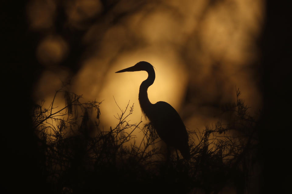 In this Friday, Oct. 18, 2019 photo, a great egret is seen on top of a tree at dawn in Everglades National Park, near Flamingo, Fla. (AP Photo/Robert F. Bukaty)