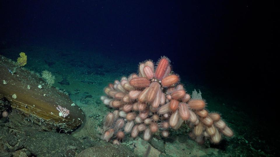 Oblong Dermechinus urchins documented at a depth of 516 meters along the ridge (Schmidt Ocean Institute)