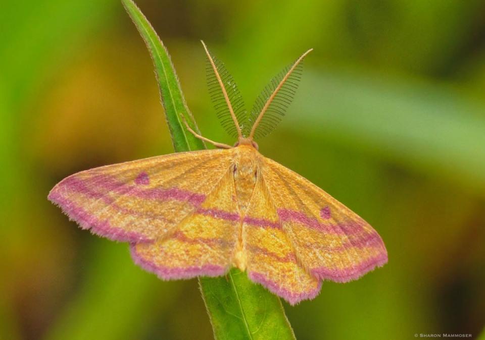This is the Chickweed Geometer Moth.