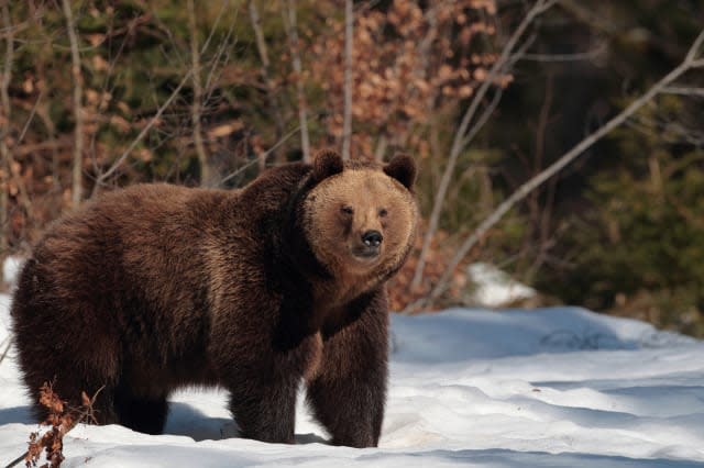 Brown bear in the forest of Maramures Mountains