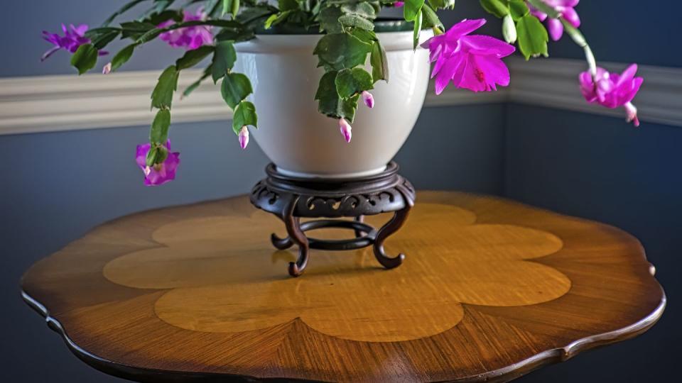 a christmas cactus in full bloom in white pot set on antique wood table