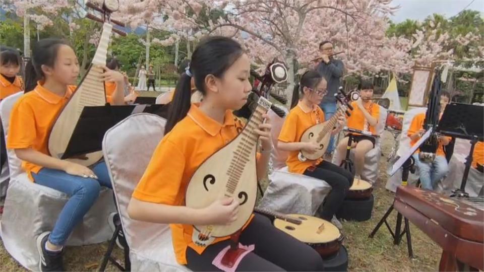 台東飯店花旗木盛開 明義國小樂手快閃演奏  粉嫩花海配上悠揚樂聲 掉入粉紅浪漫風暴