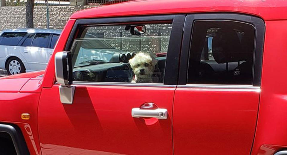 A dog pictured in a red car with the window rolled down.