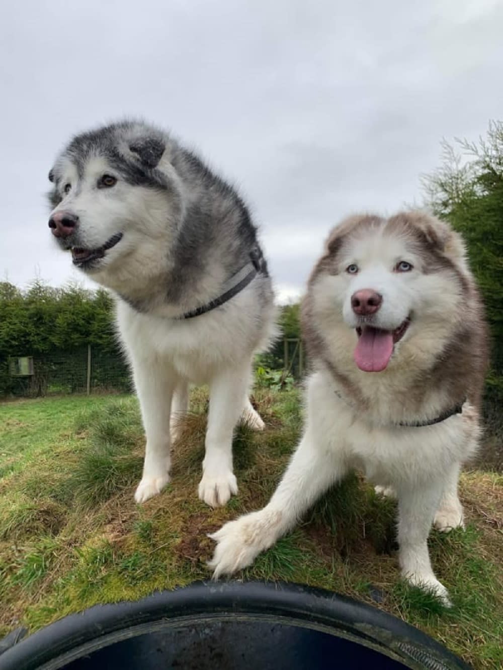 Dogs standing next to each other