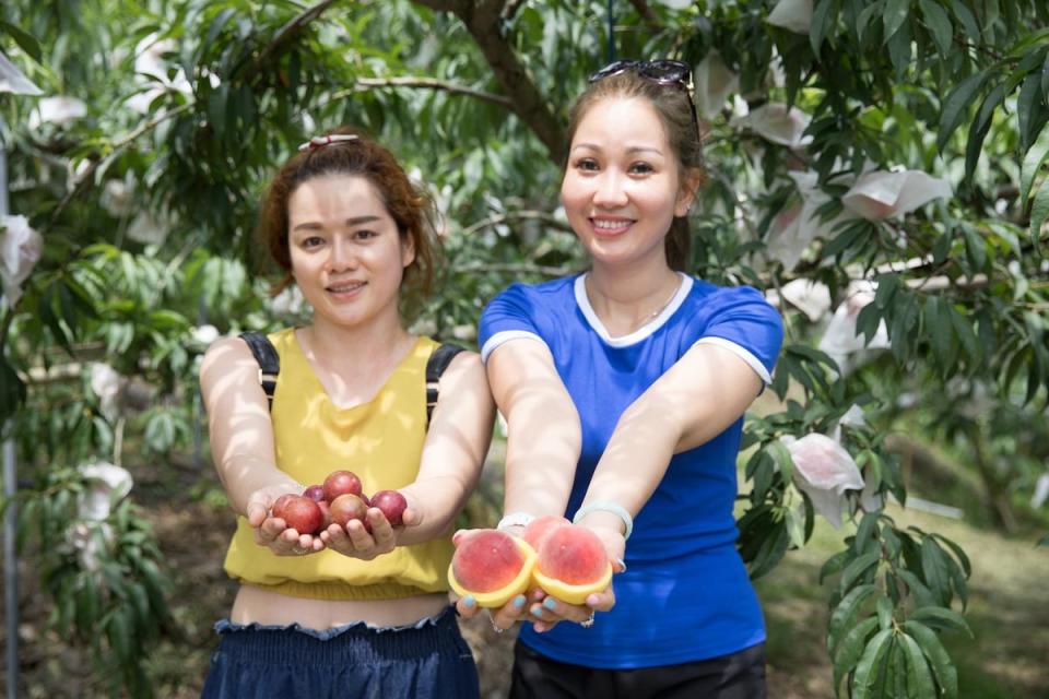 遊客現場採果，吃到最新鮮的水蜜桃。