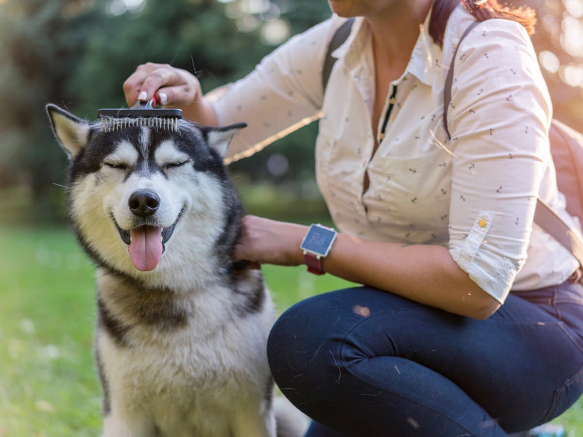 Woman brushing her dog in the park