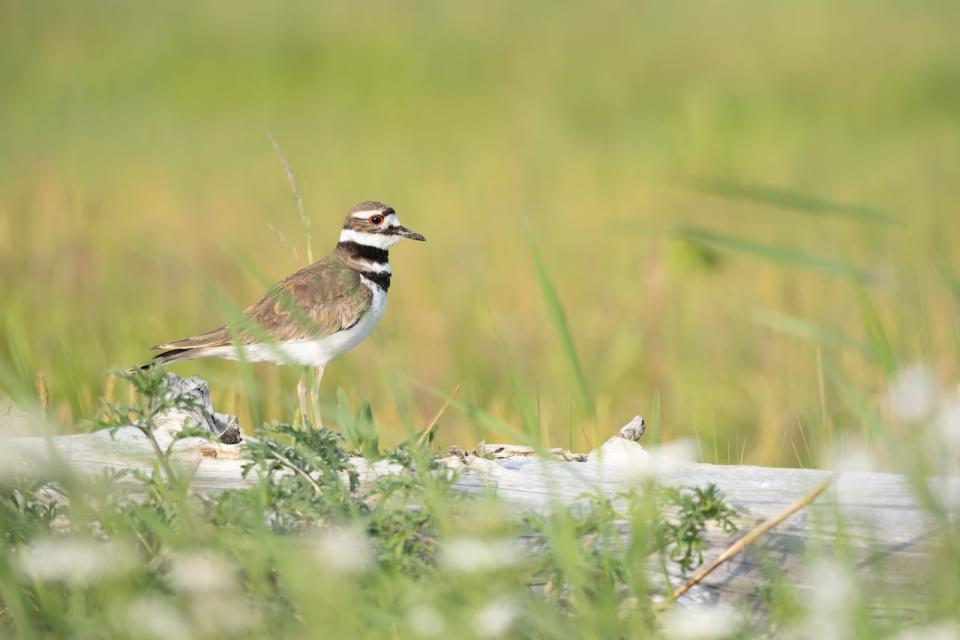 A killdeer is pictured at Blackie Spit in Surrey, B.C.