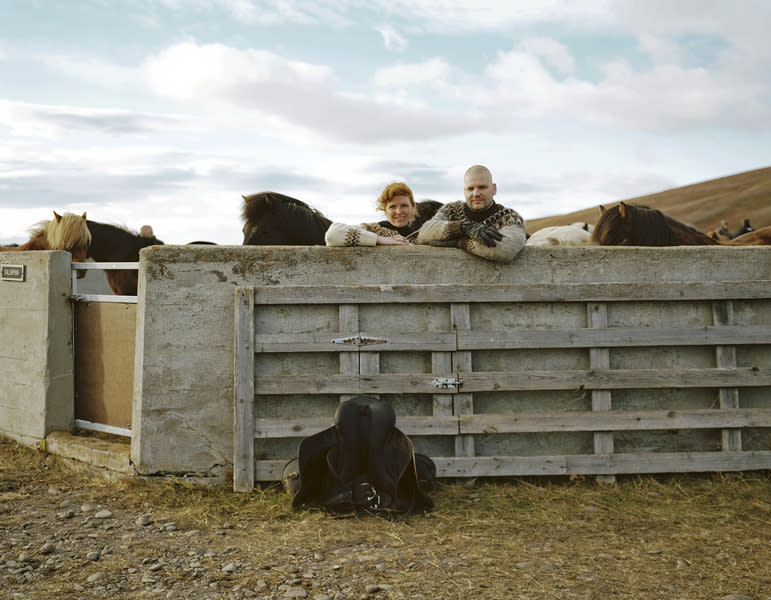 Herd In Iceland