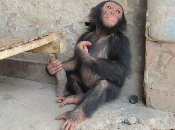 A baby chimp leaning against a wall on the Bushmeat Highway.