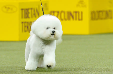 Flynn, a bichon frise walks after winning the nonsporting group during judging at the 142nd Westminster Kennel Club Dog Show in New York, U.S., February 12, 2018. REUTERS/Brendan McDermid