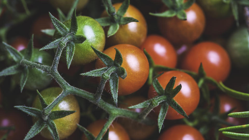 When to plant tomatoes: Green, yellow, orange and red cherry tomatoes attached to the vine