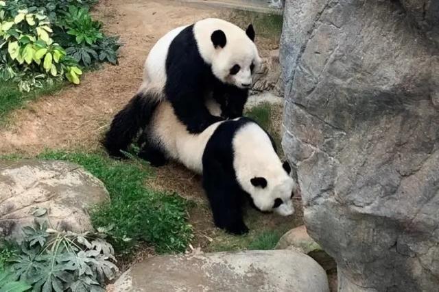 Algunos pandas de zoológico se muestran menos activos en invierno