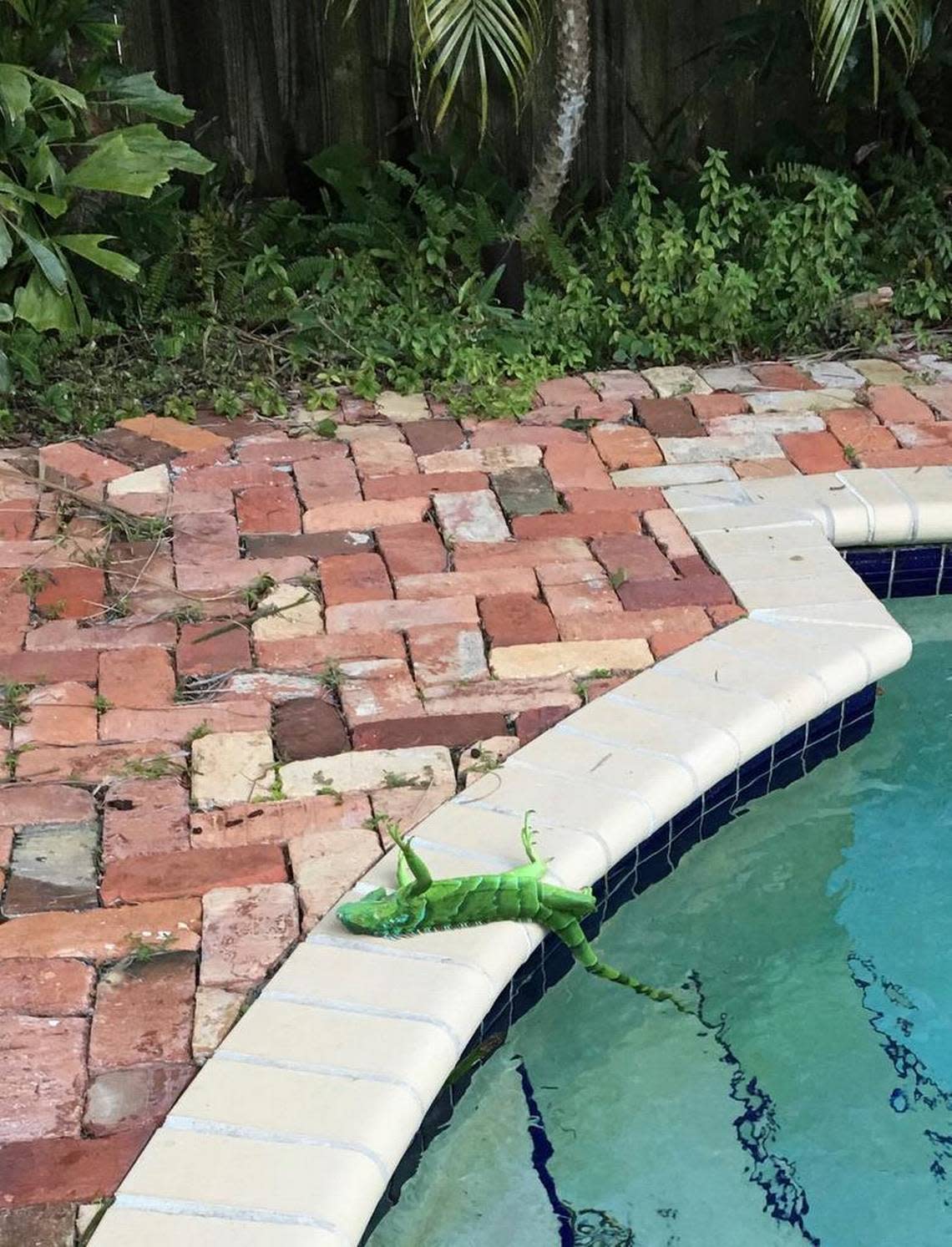 An iguana that froze lies near a pool after falling from a tree in Boca Raton on Jan. 4, 2018. .