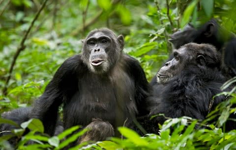 chimpanzees - Credit: Getty