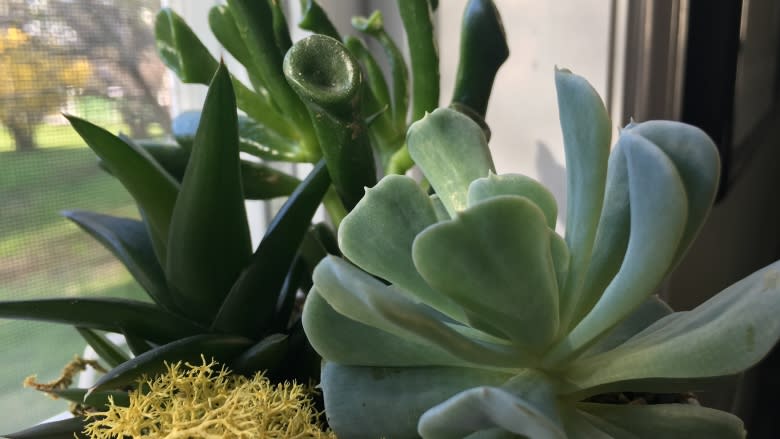 5 tips to keep your houseplants alive