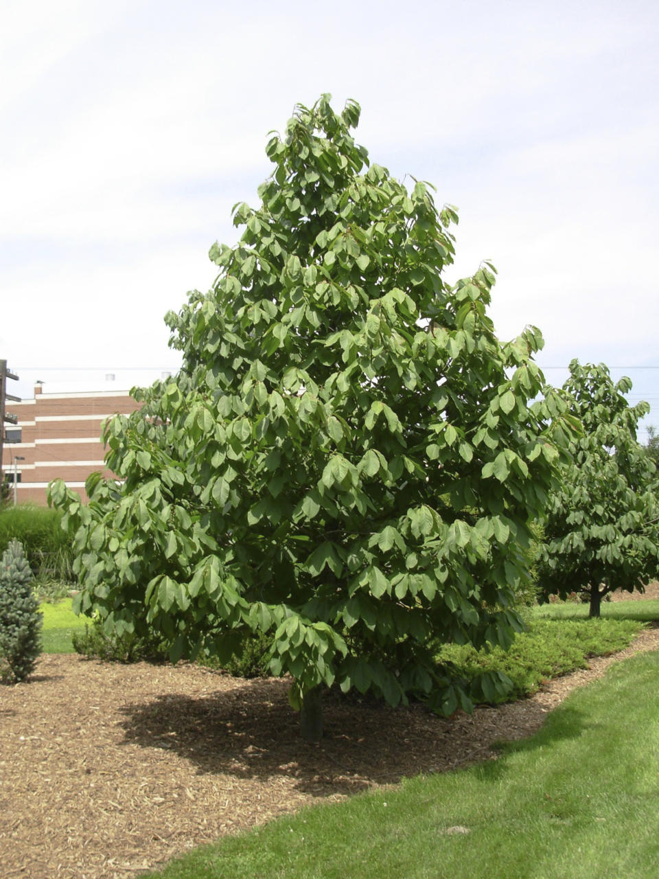 This Aug. 5, 2006, image provided by the Missouri Dept. of Conservation shows a pawpaw tree growing in Missouri. The underused North American native trees produce fruit with creamy interiors that taste similar to bananas. (Missouri Dept. of Conservation via AP)