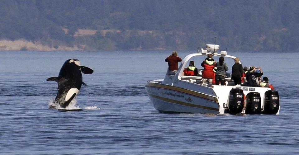 An orca whale leaps out of the water near a small boat full of people.