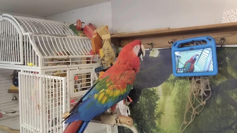 A colorful red, green, yellow, and blue macaw parrot on a video call.