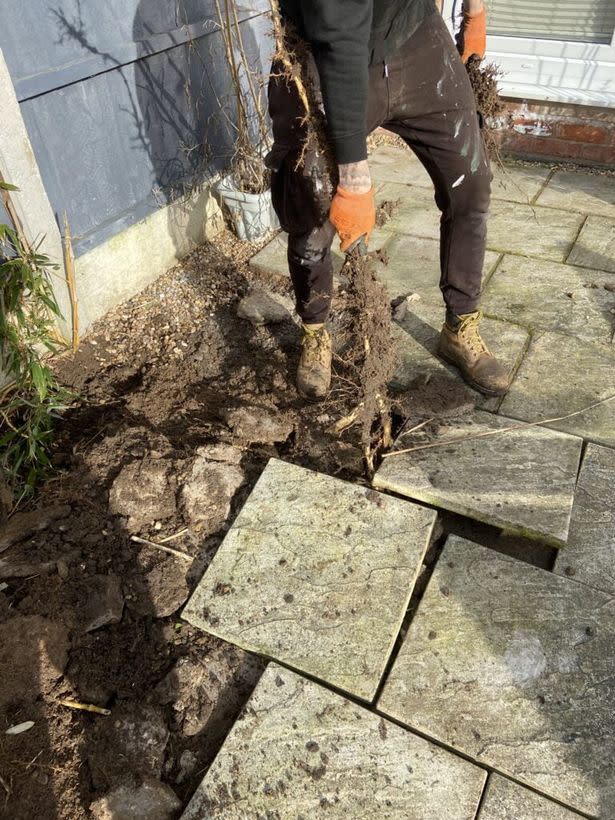 The bamboo roots are removed from under a patio by specialist teams. (Reach)