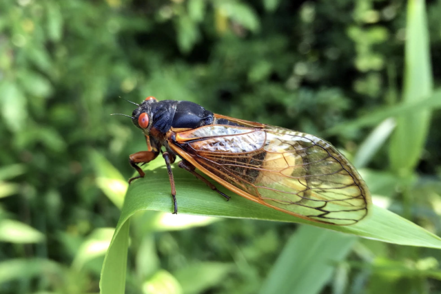 コンビニ受取対応商品】 その他 CICADA Scomb その他 - lutecia.com.au