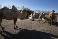The eight Siberian Steppe camels, of the stranded Renz Circus eat donated food in Drachten, northern Netherlands, Tuesday, March 31, 2020. The circus fleet of blue, red and yellow trucks have had a fresh lick of paint over the winter. But now, as coronavirus measures shut down the entertainment industry across Europe, they have no place to go. (AP Photo/Peter Dejong)