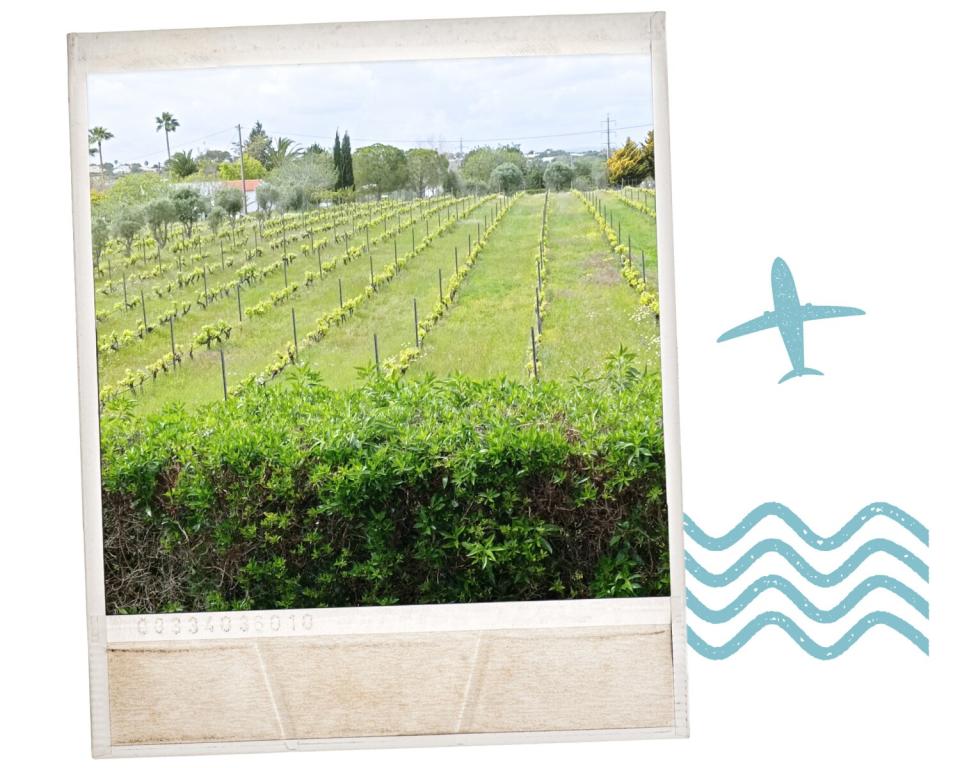 a view of vineyard in Portugal