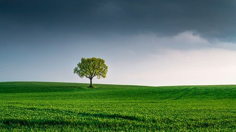  A lone tree among green fields. 