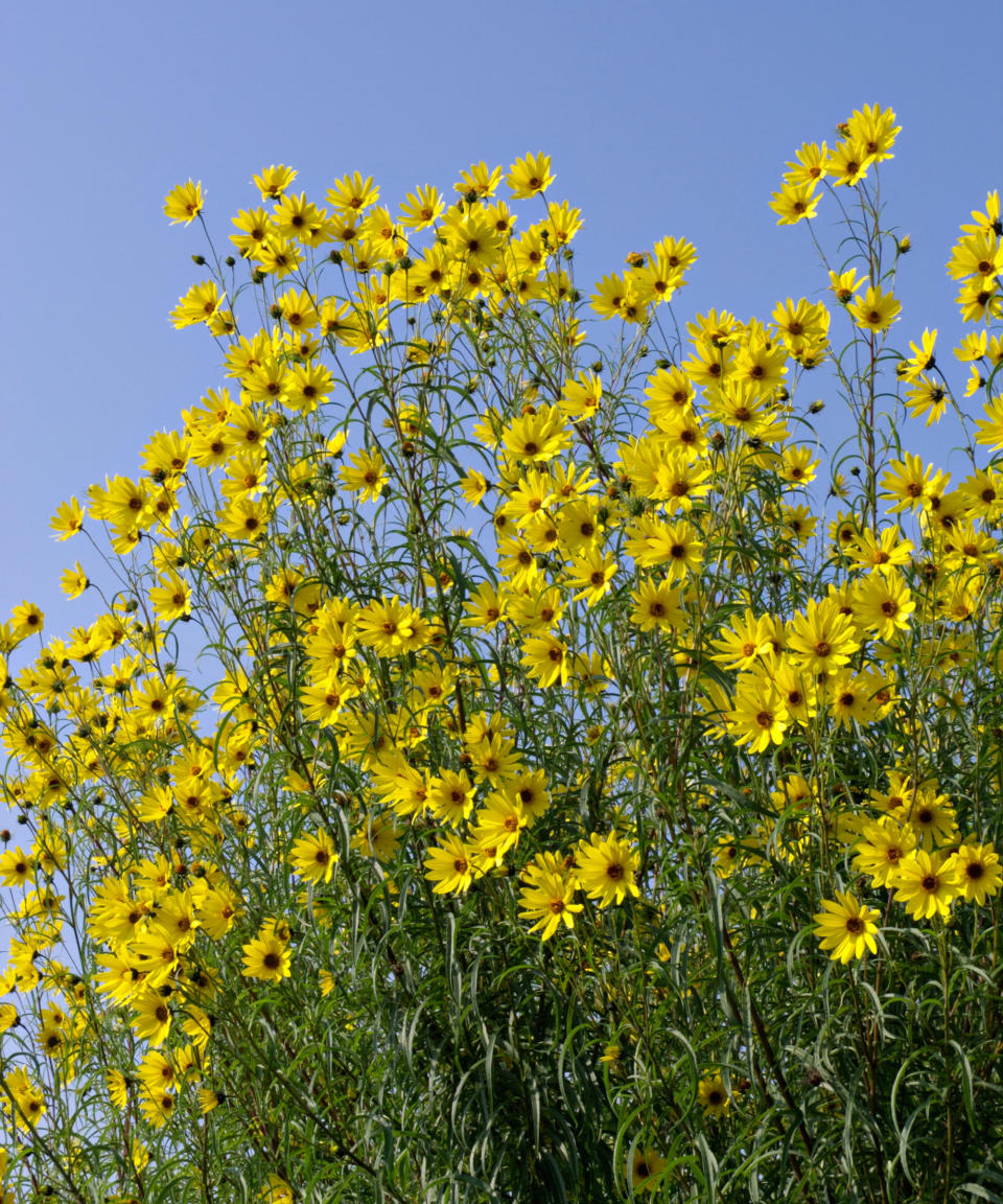 Helianthus salicifolius - willowleaf sunflower