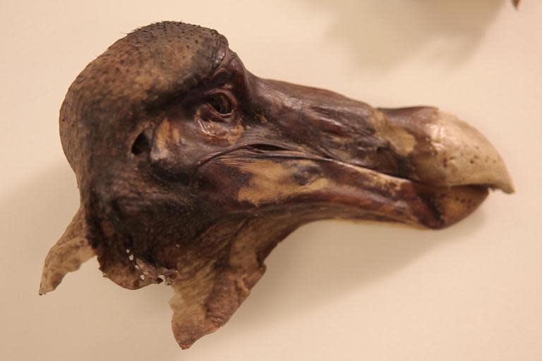 Oxford Dodo: World's most famous dodo was shot dead, forensic evidence reveals