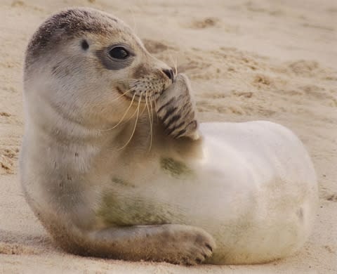 Seal pup - Credit: GEtty
