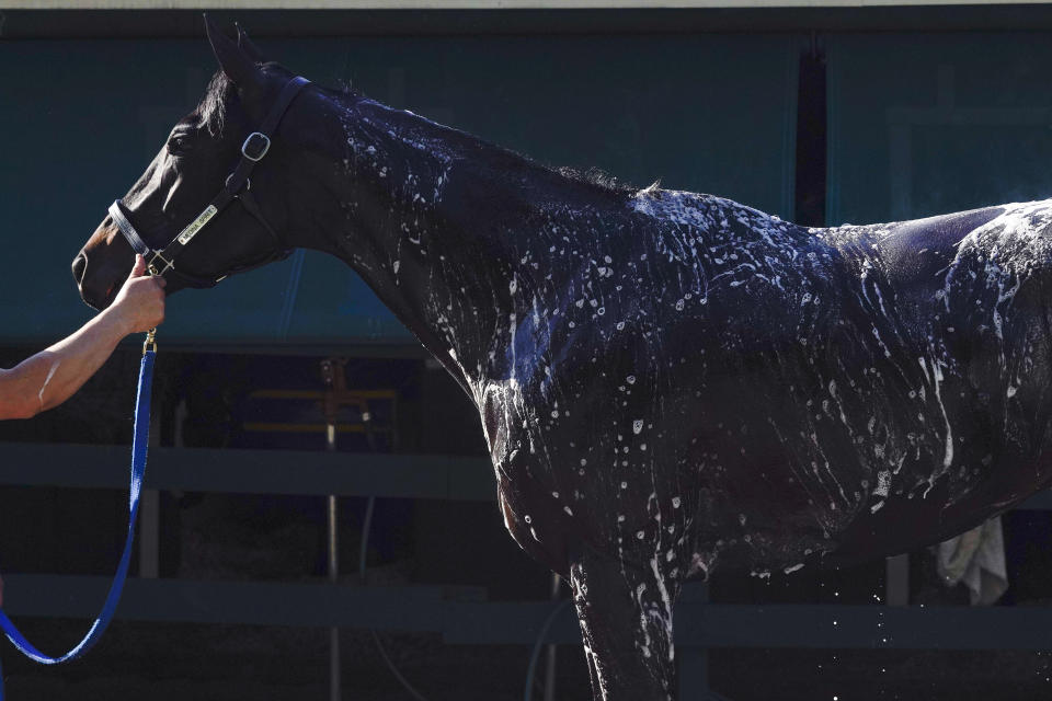 Kentucky Derby winner Medina Spirit is groomed after a morning exercise at Pimlico Race Course ahead of the Preakness Stakes horse race, Tuesday, May 11, 2021, in Baltimore. (AP Photo/Julio Cortez)