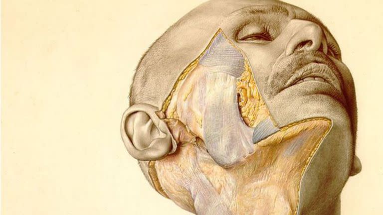 Una ilustración del atlas muestra la mejilla parcialmente disecada de un hombre