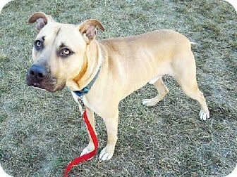 Caliber is an adult dog who was rescued out of a Florida dogfighting ring.   He is now available for adoption through the Southampton Animal Shelter in New York -- <a href="http://www.adoptapet.com/pet/11661141-hampton-bays-new-york-pit-bull-terrier-mix" target="_blank">here's his adoption listing</a>.