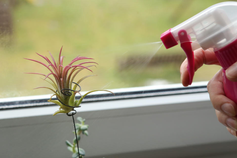 La tillandsia, también llamada bromelia, vive bien tanto en interiores como en exteriores, aunque hay que evitar la luz directa del sol. Apenas necesita riego y basta con mojar sus hojas unas dos o tres veces a la semana. (Foto: Getty Images).