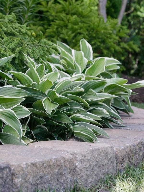 Hostas surrounded by a low stone garden border