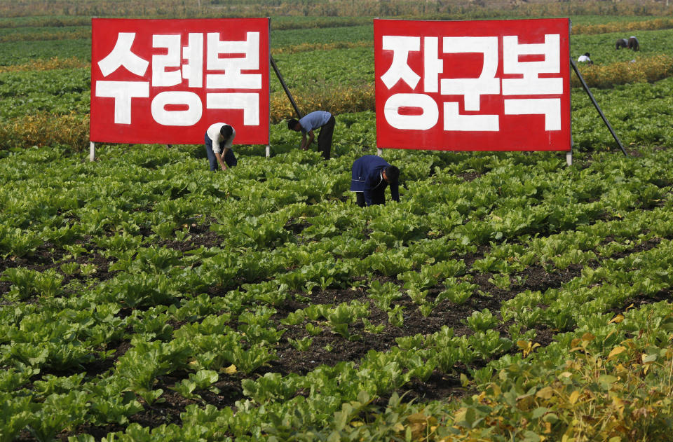 In this Sunday, Sept. 23, 2012 photo, North Korean farmers work at Migok Cooperative Farm in Sariwon, North Hwanghae Province, North Korea. Farmers would be able to keep a bigger share of their crops under proposed changes aiming to boost production by North Korea's collective farms, which have chronically struggled to provide enough food for the country's 24 million people. The signs read "Fortune of holding great leader (Kim Il Sung) as father," left, and "Fortune of holding great general (Kim Jong Il) as father." (AP Photo/Vincent Yu)