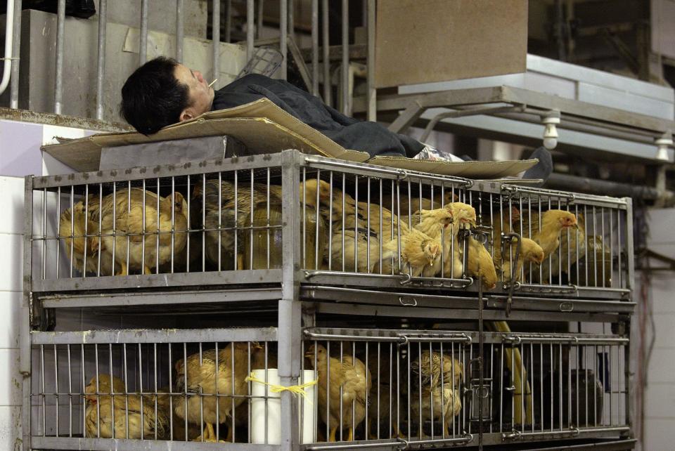 wet market china chicken