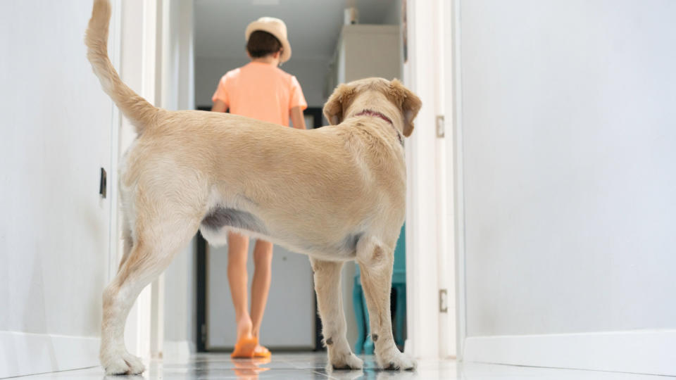 cream-colored dog watching someone from a doorway